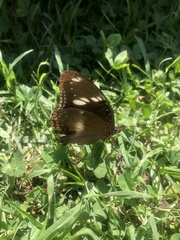 Hypolimnas bolina nerina