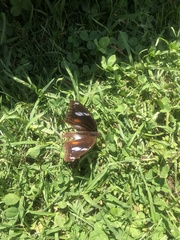 Hypolimnas bolina nerina