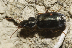 Anomotarus illawarrae