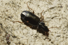 Anomotarus illawarrae