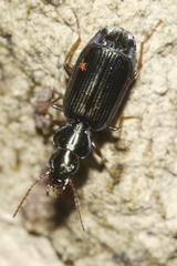 Anomotarus illawarrae