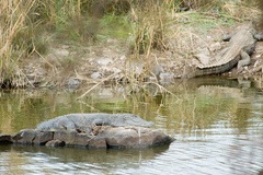Crocodylus palustris