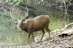 Rusa unicolor