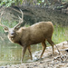 Sambar - Photo (c) Paul Asman and Jill Lenoble, some rights reserved (CC BY), uploaded by Paul Asman and Jill Lenoble