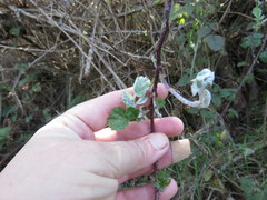 Podosphaera macularis