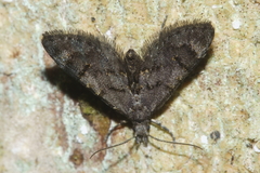 Isonomeutis amauropa