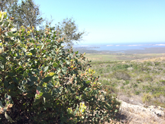 Arctostaphylos morroensis