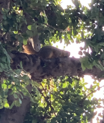 Sciurus niger