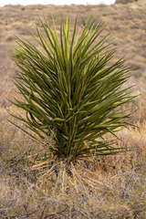 Yucca torreyi