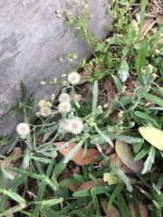 Erigeron bonariensis