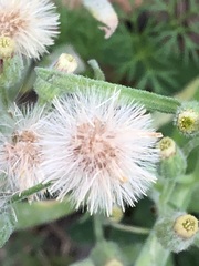 Erigeron bonariensis