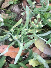 Erigeron bonariensis