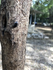 Mimicoclytrina piliventris