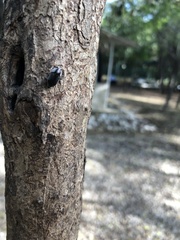 Mimicoclytrina piliventris