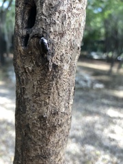 Mimicoclytrina piliventris