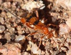 Compsocryptus calipterus