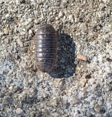 Armadillidium vulgare
