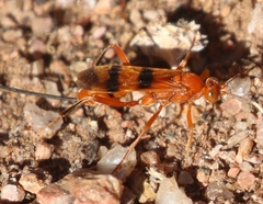 Compsocryptus calipterus