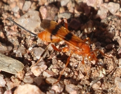 Compsocryptus calipterus