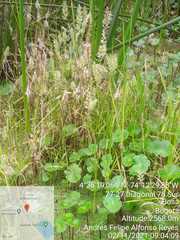 Hydrocotyle ranunculoides