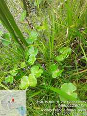 Hydrocotyle ranunculoides