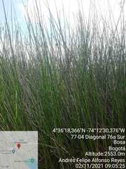 Schoenoplectus californicus