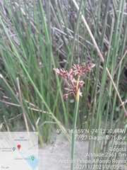 Schoenoplectus californicus