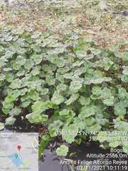 Hydrocotyle ranunculoides