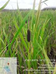 Typha latifolia