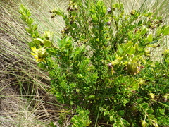 Monticalia arbutifolia