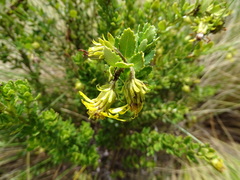 Monticalia arbutifolia