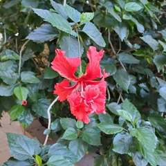 Hibiscus