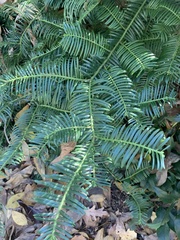 Cephalotaxus