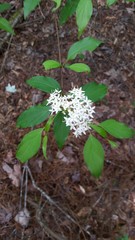 Cornus foemina