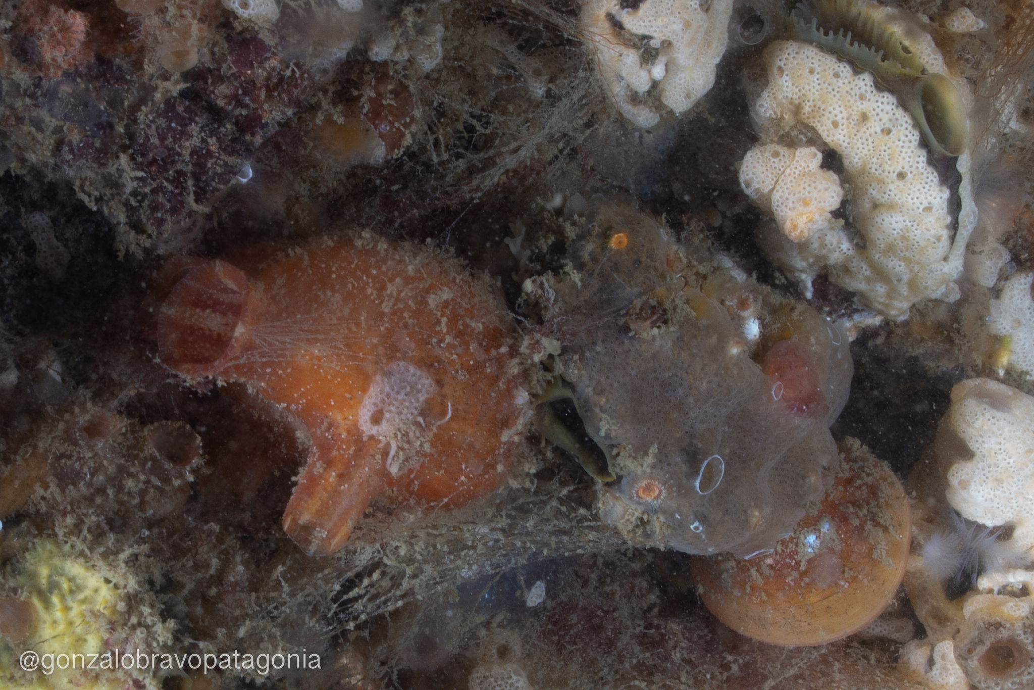Asterocarpa humilis (Heller, 1878)