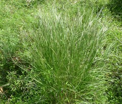 Rytidosperma longifolium
