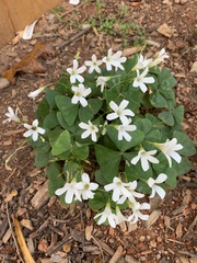 Oxalis triangularis