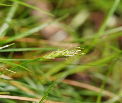 Carex austrotenella