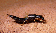 Pinophilina