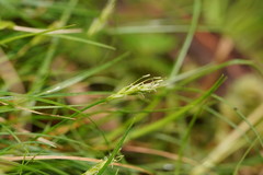 Carex austrotenella