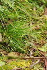 Carex austrotenella