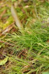 Carex austrotenella