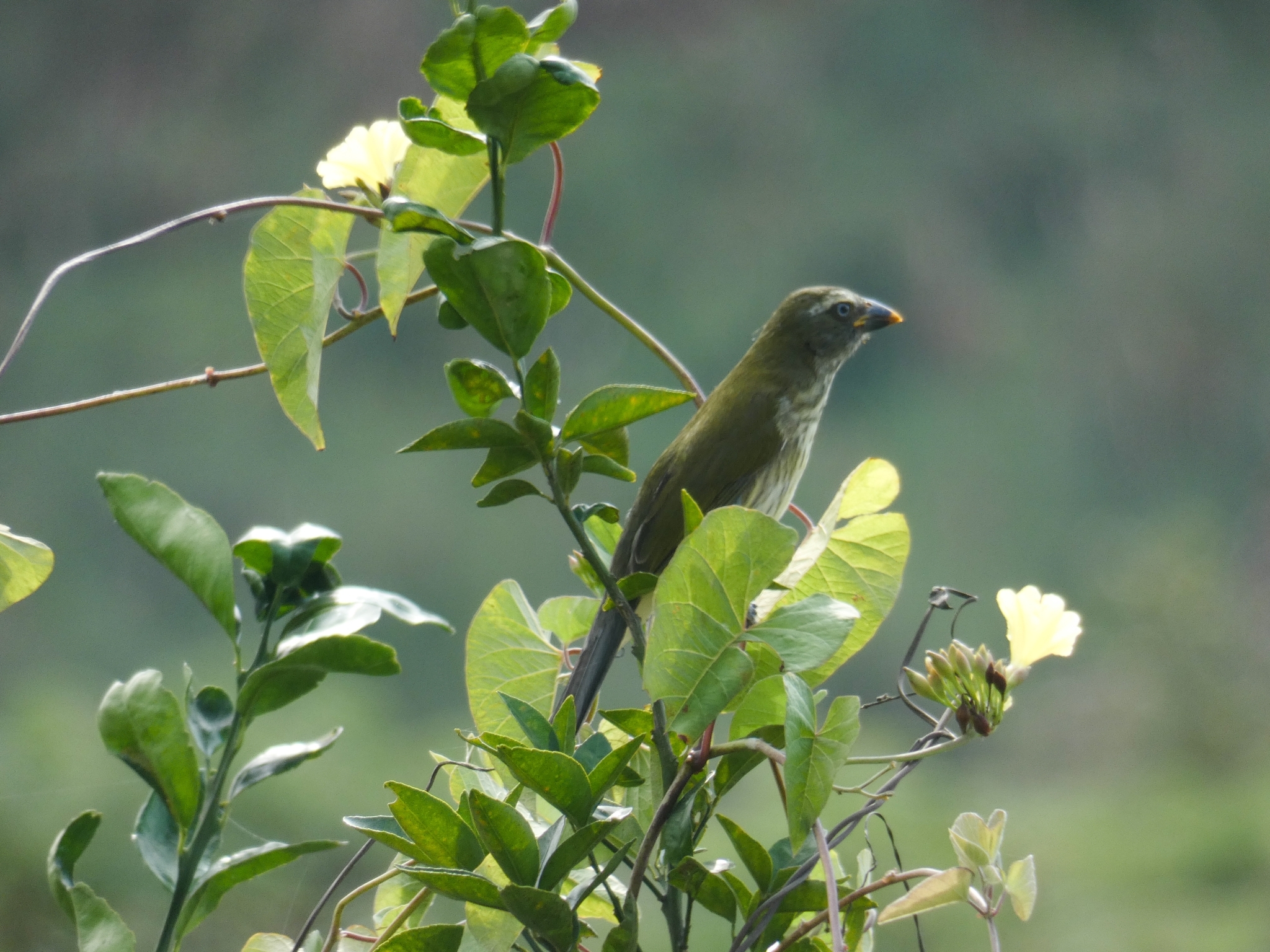 Saltator striatipectus image