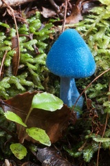 Entoloma hochstetteri