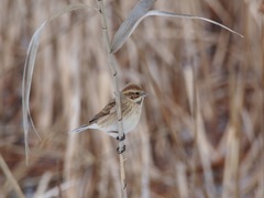 Emberiza schoeniclus