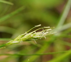 Carex austrotenella