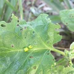 Plagiometriona herbea