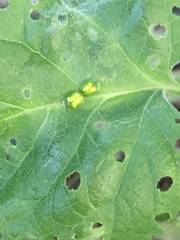 Plagiometriona herbea