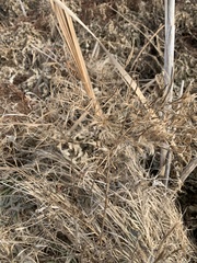 Epilobium glandulosum