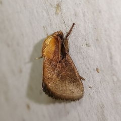 Euprosterna sapucaya